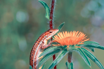 Beautiful lizard - Stock Image
