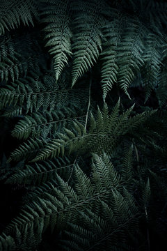 Green foliage of ferns