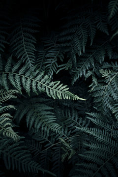 Green foliage of ferns