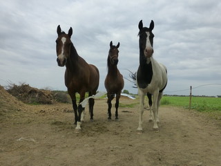 countryside horses 3 © Andrzej