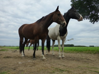 Countryside horses 1 © Andrzej