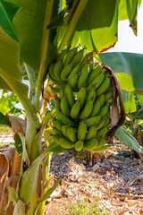 Bananowiec, banan , CYPR © sylwester