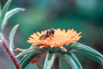 Image of bee or honeybee on yellow flower collects nectar. Golden honeybee on flower pollen with space blur background for text. Insect. Animal