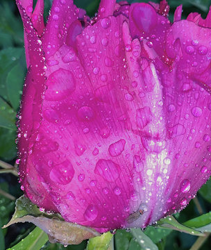 Close up  view of rose with water drops