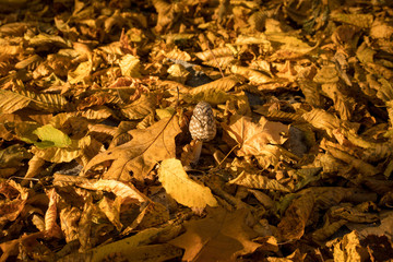 Coprinopsis picacea mushroom among fallen dry foliage.