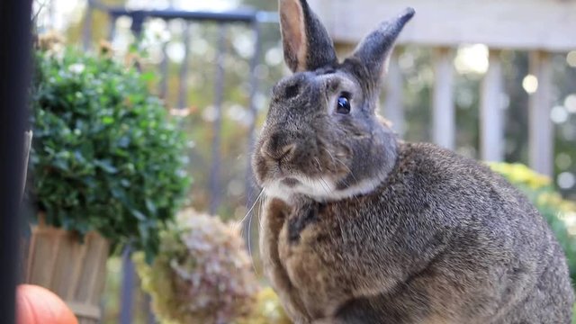 Adorable small gray rabbit cleans face licks face turns to camera