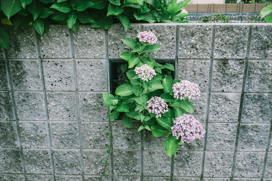 Close Up View Of Flowers Growing Through Wall