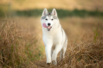 funny dog breed Siberian husky running on the rye field background. gray and white husky dog running in the meadow © Anastasiia
