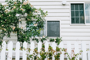 View of rose bush grow over picket fence next to house