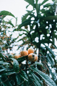 Close up view of loquat fruit on tree