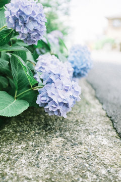 Close up view of blue hydrangea