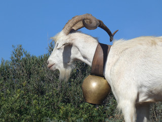 Caprette al pascolo