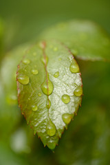 Rosenblatt mit Regentropfen