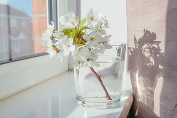 White blooming flowers in glass vase on†windowsill