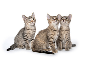 Obraz premium Three tabby kittens looking up