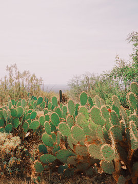 Prickly pear cactus growing outdoors