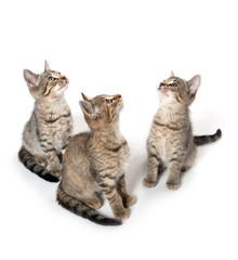 Plakat Three tabby kittens looking up