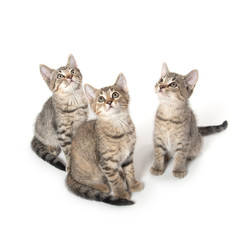 Three tabby kittens looking up