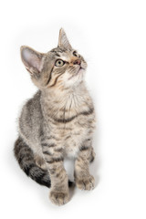 Obraz premium Ładny kotek Mora patrząc w górę