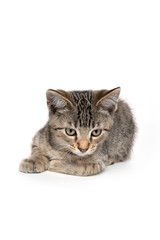 Cute tabby kitten resting on white