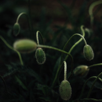 Green poppy flower buds