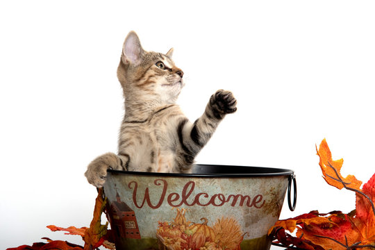 Kittwn in fall wecome bucket