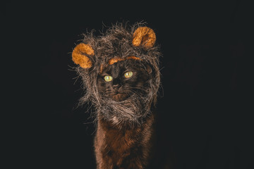 Black cat wearing a cosplay bear furry head piece against a dark background