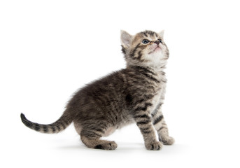 Cute baby tabby kitten on white © Tony Campbell