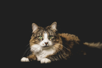 Portrait of a tabby and white cat with green eyes against a dark background