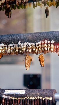 Close up of cocoons and butterflies on artificial branch
