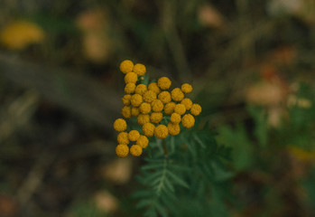 Tiny yellow flower buds blooming on green leaves