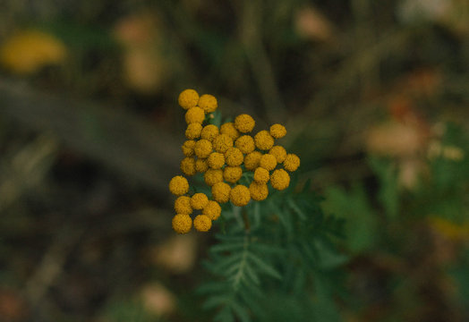 Tiny yellow flower buds blooming on green leaves