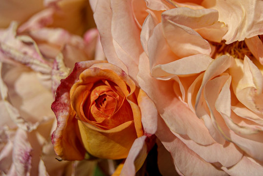 Close up of rose flowers