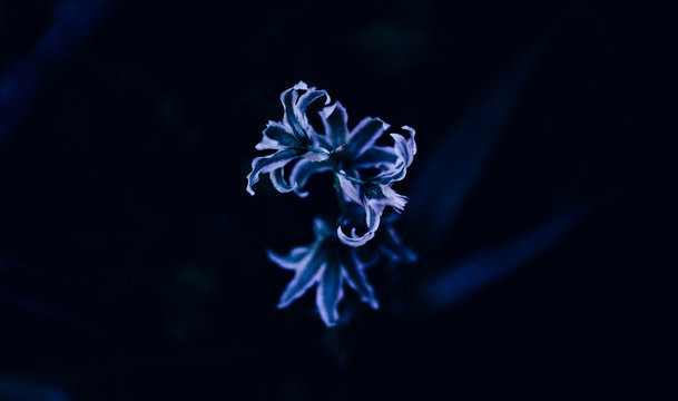 Beautiful radiant flower isolated on black background