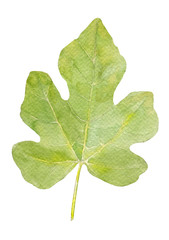 Green Fig leaf, watercolor hand drawn botanical illustration isolated on white background.