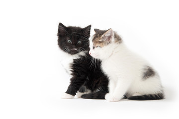 Fototapeta premium Two cute kittens on white