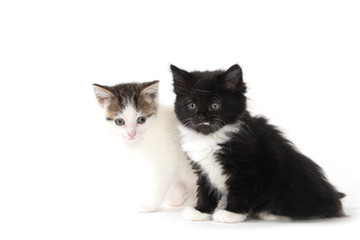 Two cute kittens on white