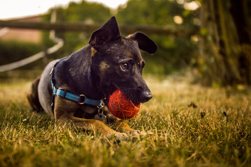 Dog playing with a ball