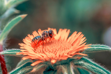 Image of bee or honeybee on yellow flower collects nectar. Golden honeybee on flower pollen with space blur background for text. Insect. Animal