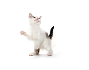 Cute white kitten on white background