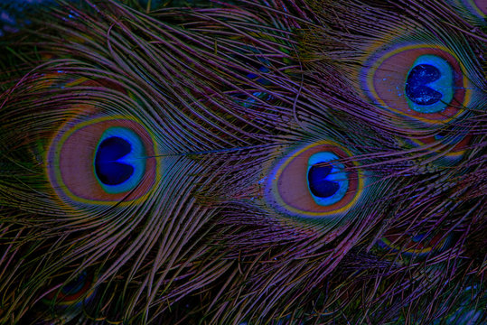 Fototapeta Close up of peacock feathers