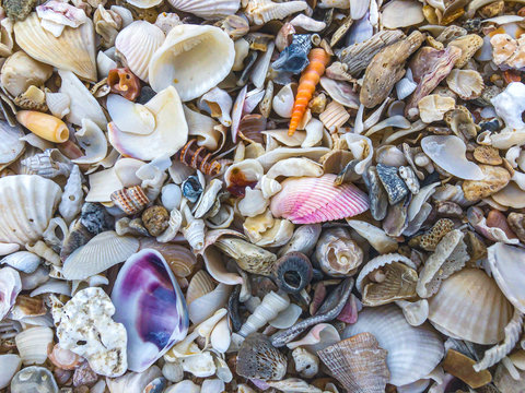 Close up of seashells