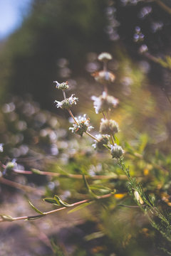 Selective focus close up of wildflowers