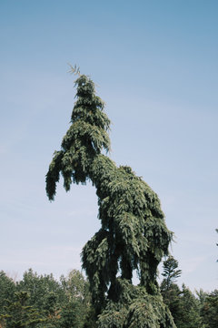 View of tree growing against sky