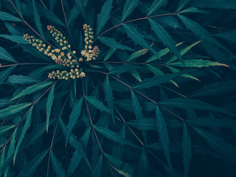 Fototapeta Green foliage and blooming flowers