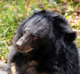 Close up face Asiatic black bear