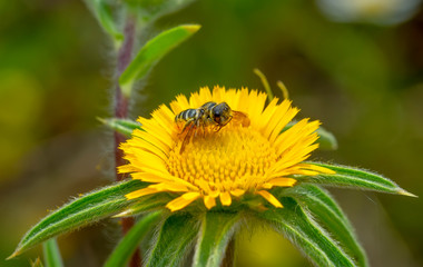 Image of bee or honeybee on yellow flower collects nectar. Golden honeybee on flower pollen with space blur background for text. Insect. Animal