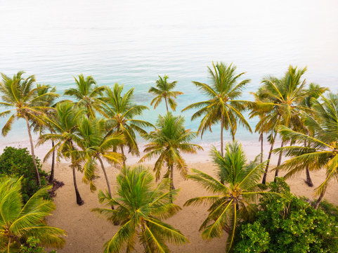 View of palm trees on Plage des Salines beach