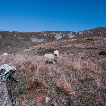 Sheep standing in mountain field