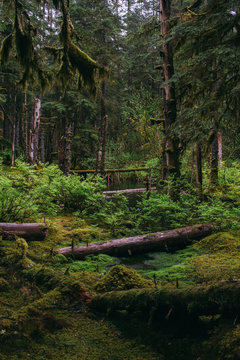 Mossy fallen trees in pine forest